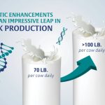 A revolução genética que tornou o leite mais eficiente e sustentável 1 Inovação genética e dados de precisão colocam o leite dos EUA na dianteira global da proteína.