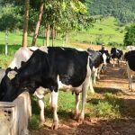 🌾 A revolução do leite catarinense: 3,3 bilhões de litros com menos rebanho 1 SC lidera produtividade no país, com média recorde de 15,9 litros por vaca. Leite