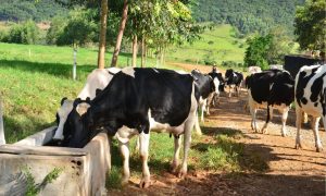 SC lidera produtividade no país, com média recorde de 15,9 litros por vaca. Leite