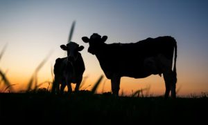 Danone. O crescimento populacional, a urbanização e as mudanças de hábitos alimentares criam grandes oportunidades de investimento