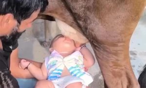 🐄 Tradição ou risco? Vídeo de bebê mamando leite cru gera revolta mundia