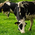 📉 Dados do USDA revelam queda de 3% na produção de leite na Oceania, enquanto América do Sul cresce e Europa enfrenta desafios sanitários.