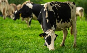 📉 Dados do USDA revelam queda de 3% na produção de leite na Oceania, enquanto América do Sul cresce e Europa enfrenta desafios sanitários.