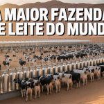 Foto: Com 50 mil vacas e produção anual de 170 milhões de litros de leite, a fazenda Al Safi na Arábia Saudita é a maior do mundo e opera como uma cidade agroindustrial no meio do deserto