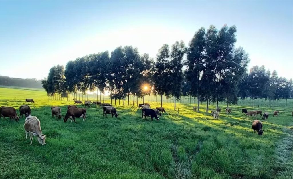 🐄 Produtores de SC adotam o leite estacional e garantem férias no campo.