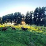 🐄 Produtores de SC adotam o leite estacional e garantem férias no campo.