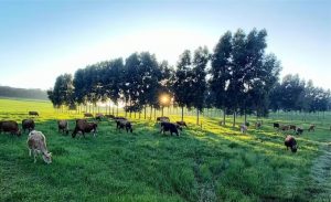 🐄 Produtores de SC adotam o leite estacional e garantem férias no campo.