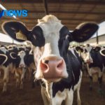 🚜 Top 15 Bacias Leiteiras: onde nasce o leite que move o país 2 🚜 O leite brasileiro tem endereço: 15 bacias, 1.135 municípios e produtividade recorde em 2024.
