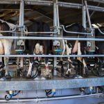 🍼 Abbott compra fábrica da Synlait e reforça atuação na Nova Zelândia