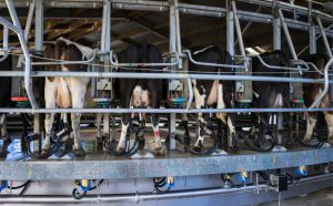 🍼 Abbott compra fábrica da Synlait e reforça atuação na Nova Zelândia