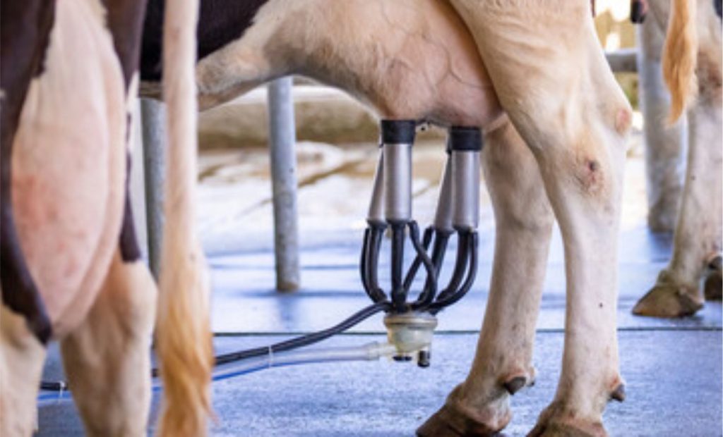 🐄 Fertilizantes e energia elétrica pressionaram os custos do leite no RS em agosto, mostra relatório da Farsul.