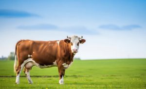 💨 Colares com IA e bem-estar animal reduzem emissões e elevam produtividade.