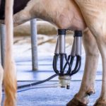 🐄 Fertilizantes e energia elétrica pressionaram os custos do leite no RS em agosto, mostra relatório da Farsul.