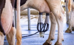 🐄 Fertilizantes e energia elétrica pressionaram os custos do leite no RS em agosto, mostra relatório da Farsul.