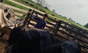 Vacas