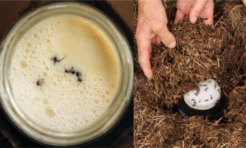 Pesquisadores chilenos observam formigas fermentar leite e revelam um novo caminho para a ciência dos laticínios.