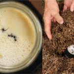 Pesquisadores chilenos observam formigas fermentar leite e revelam um novo caminho para a ciência dos laticínios.