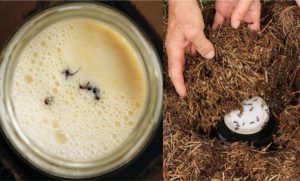 Pesquisadores chilenos observam formigas fermentar leite e revelam um novo caminho para a ciência dos laticínios.