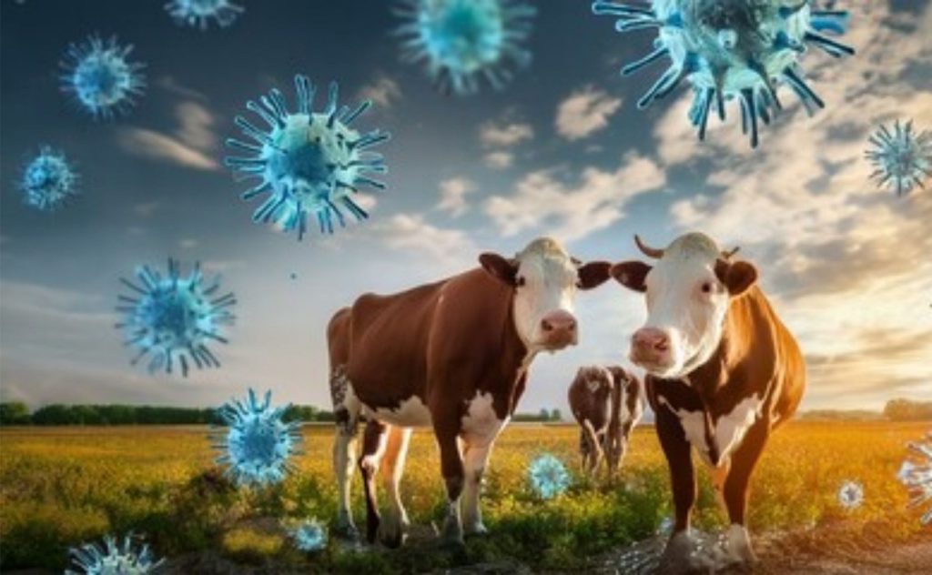 Estudo revela que o vírus H5N1 pode permanecer ativo por meses em queijos de leite cru.
