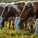 🧠 60 % das vacas primeiro-lactação já revelam se vão ‘dar’ para robôs de ordenha 1 Alimentação mais lenta, ruminação reduzida e necessidade de busca humana: vacas “HF” ficam para trás no robot. 🙂
