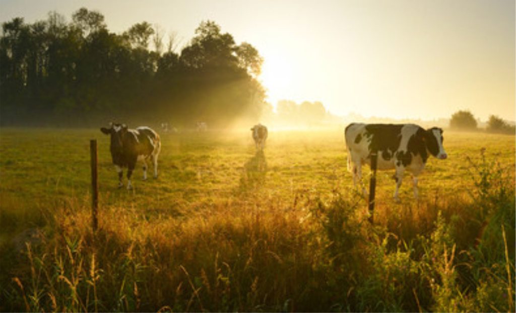 💸 Queda de preços do leite no RS reacende debate sobre antidumping e proteção ao produtor nacional.