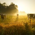 💸 Queda de preços do leite no RS reacende debate sobre antidumping e proteção ao produtor nacional.