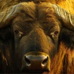 Fusão aprovada: Tirolez entra no mercado premium de búfala 🧀