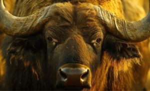 Fusão aprovada: Tirolez entra no mercado premium de búfala 🧀