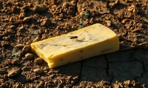 🧫 Segurança alimentar em alerta: da pesquisa à prisão, o que o queijo revela sobre os riscos no leite brasileiro