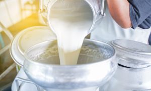 🐄 Leite barato, custo alto: mercado discute contrato futuro como saída, Produtor.