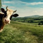 Vaca, leite e ciência: 7 fatos que vão mudar sua forma de ver o campo 🐄 1 🥛 Da vaca vêm histórias, ciência e nutrição — e um mundo de produtos que alimentam o planeta.