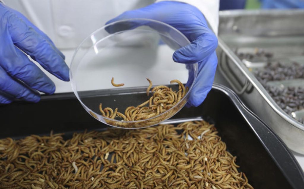 🐛 A proteína de inseto avança como alternativa sustentável e bem-vista em lácteos, segundo estudo conduzido por universidades da Europa.