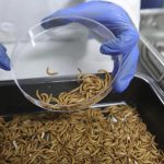 🐛 A proteína de inseto avança como alternativa sustentável e bem-vista em lácteos, segundo estudo conduzido por universidades da Europa.