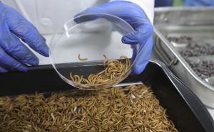 🐛 A proteína de inseto avança como alternativa sustentável e bem-vista em lácteos, segundo estudo conduzido por universidades da Europa.