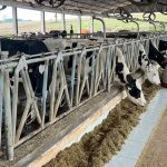 Automação dupla supera ordenha isolada e acelera eficiência 💡🚀