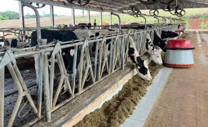 Automação dupla supera ordenha isolada e acelera eficiência 💡🚀