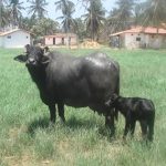 Bubalinocultura em alta: Ceará lidera genética de alta performance no seto 1 Bubalinocultura em alta Ceará lidera genética de alta performance no seto