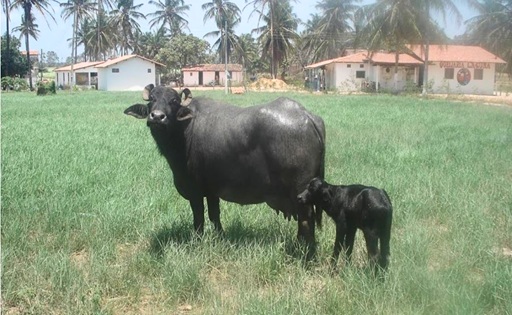 Bubalinocultura em alta Ceará lidera genética de alta performance no seto
