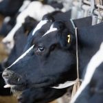 Descarbonização em foco Nestlé Brasil e Embrapa aceleram pesquisas no agronegócio