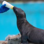 🌊 Leite de foca intriga pesquisadores ao exibir estruturas químicas mais ricas que o leite humano. Entenda por que isso importa.