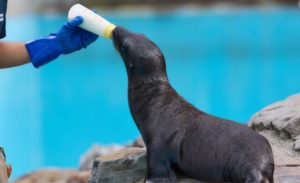 🌊 Leite de foca intriga pesquisadores ao exibir estruturas químicas mais ricas que o leite humano. Entenda por que isso importa.