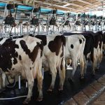 🚨 Importações de leite explodem e Alagoas pede suspensão urgente 2 Importações de leite explodem e Alagoas pede suspensão urgente