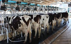 Importações de leite explodem e Alagoas pede suspensão urgente