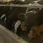 🥛 Produção de leite avança em MT com tecnologia e tradição no campo 1 Produção de leite avança em MT com tecnologia e tradição no campo