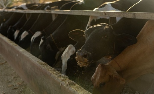 Produção de leite avança em MT com tecnologia e tradição no campo