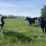 💧 Produção de leite pode reduzir 70% do uso de água, mostra estudo 2 Produção de leite pode reduzir 70% do uso de água, mostra estudo