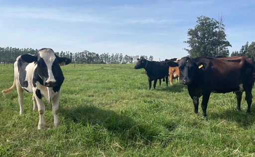 Produção de leite pode reduzir 70% do uso de água, mostra estudo