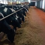 Produção leiteira cresce 18,8% em Três Passos no 2º quadrimestre