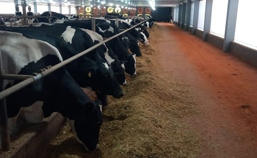 Produção leiteira cresce 18,8% em Três Passos no 2º quadrimestre