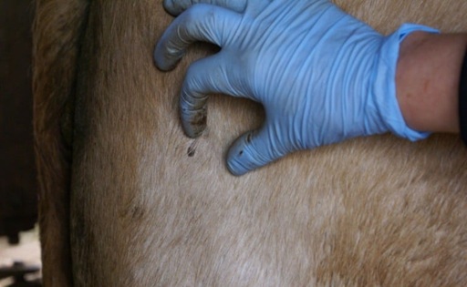 Tecnologia sustentável revoluciona controle de parasitas em bovinos no Brasil